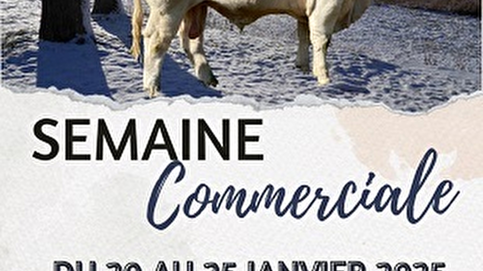 Semaine commerciale dans les élevages charolais 