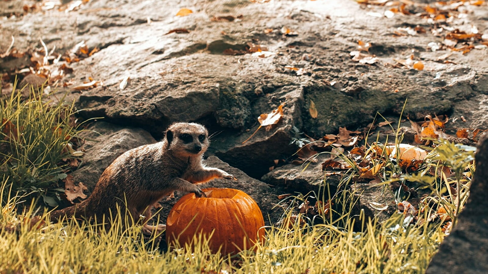 Halloween 2024 au Parc de l’Auxois